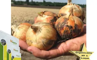 Virgilio / Вірджиліо