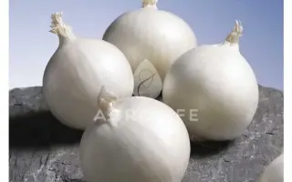 Gladstone / Гледстоун