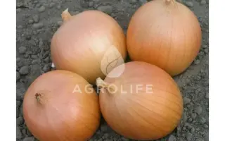 Daytona F1 / Дайтона F1