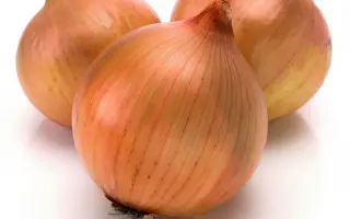 Daryka / Дарика