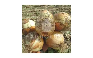 Derby F1 / Дербі F1