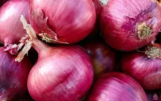 Divina / Дівіна