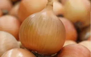 Dritan / Дрітан