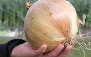 Exhibition / Ексібішн