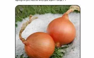 Extra Early Gold F1 / Екстра Ерлі Голд F1