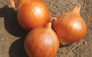 Elenka / Еленка