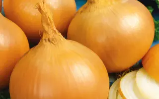 Ellow Spanich / Іспаньйол