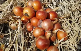 Калипсо / Каліпсо