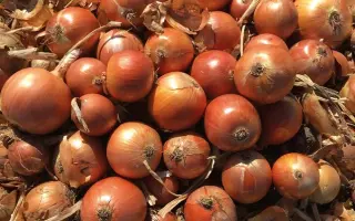 CAMPERO / КАМПЕРО