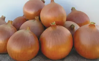 Katinka F1 / Катінка F1