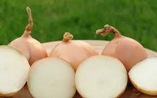 Кэнди F1 / Кєнди F1