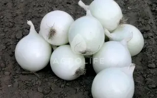 Cometa / Комета