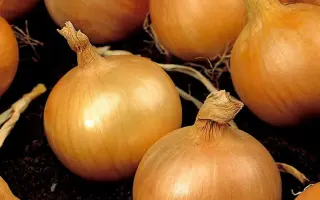 Kristine / Крістіне