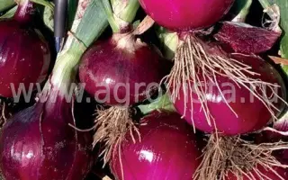 Lambrusco / Ламбруско