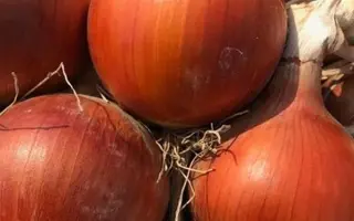 Lamyca / Ламика