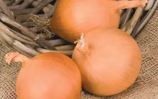 Manas F1 / Манас F1