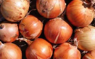 MEDAILLON / МЕДАЙЛОН