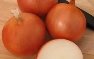 Medusa / Медуза