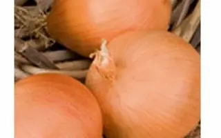 Mallory F1 / Мелорі F1