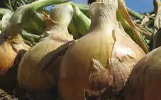 Meran F1 / Меран F1