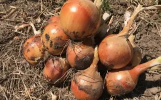 Meranto / Меранто