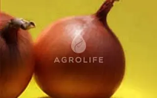 Minnesota / Міннесота