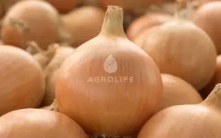 NATION / НАТІОН