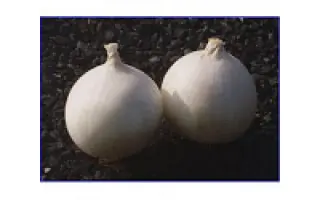 NEVIX / Невікс