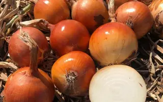 Pandero / Пандеро