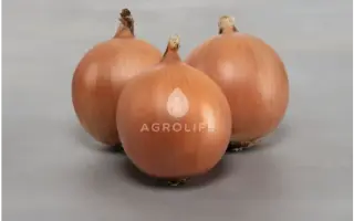 Pantano / Пантано