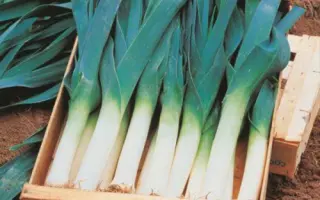 Pucex / Пацекс