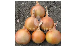 Sedona F1 / Седона F1