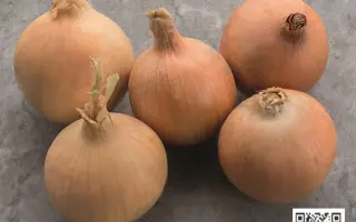 Stingray / Стінгрей