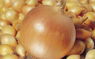 Stur BC 20 / Стур ВС 20