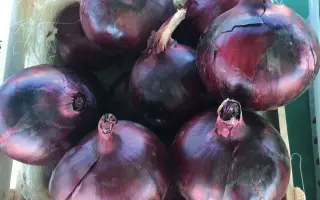 Tannat / Таннат