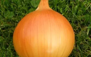 Taresco F1 / Тареско F1