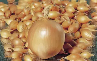 Troy F1 / Трой F1