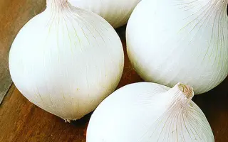 White Opera / Уайт Опера