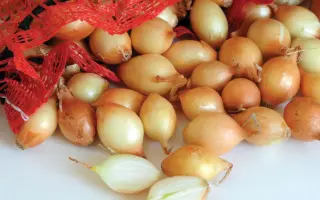 Forum F1 / Форум F1