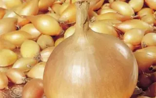 Shtutti / Штутті