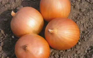 Sabroso / Cабросо