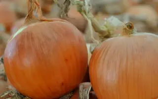 Scapino F1 / Cкапіно F1