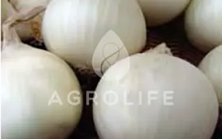 Avalon / Авалон