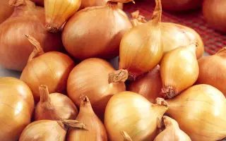 Аltissimo F1 / Алтісімо F1