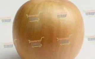 Dakapo F1 / Дакапо F1