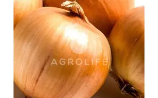 Damascus F1 / Дамаскус F1