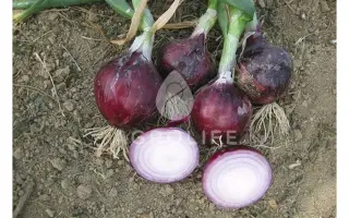 Divino F1 / Дивино F1