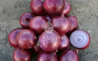 Campilo F1 / Кампіло F1