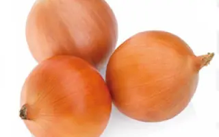 Masilla F1 / Мазіла F1