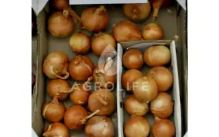 Marquette F1 / Маркетт F1